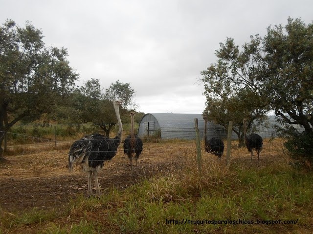 Restaurant Portugal Rural world A ostrich